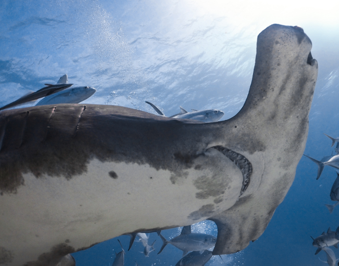 clos-eup-hammer-head-shark-underwater.webp hammerhead shark close up