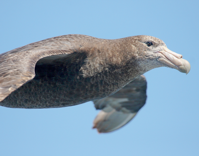 close-up-albatros.webp close up of an albatros flying
