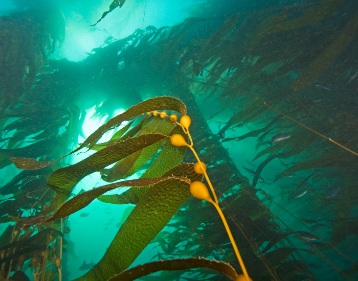 close-up-kelp-fprest.webp kelp forest underwater photo