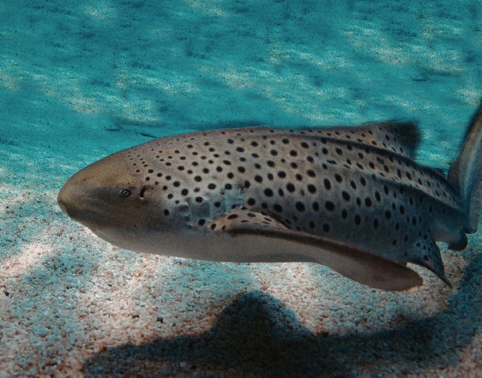 close-up-leopard-ZEBRA-SHARK.webp clos eup of a zebra shark