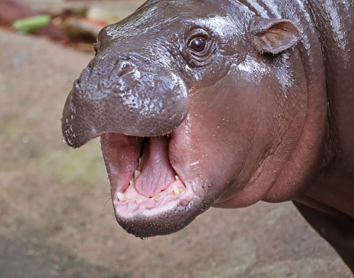 close-up-pygmy-hippo.webp close up of a pygmy hippo