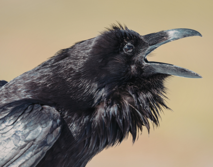 close up of a raven opening its mouth
