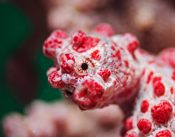 close up of a Bargibant's Pygmy seahorse