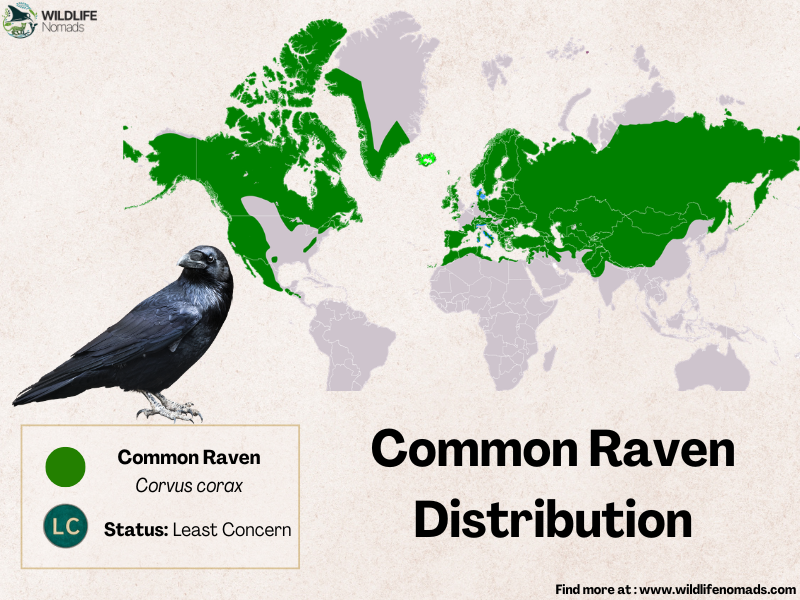 Common Raven Distribution map