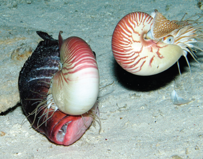 couple of nautilus swimming