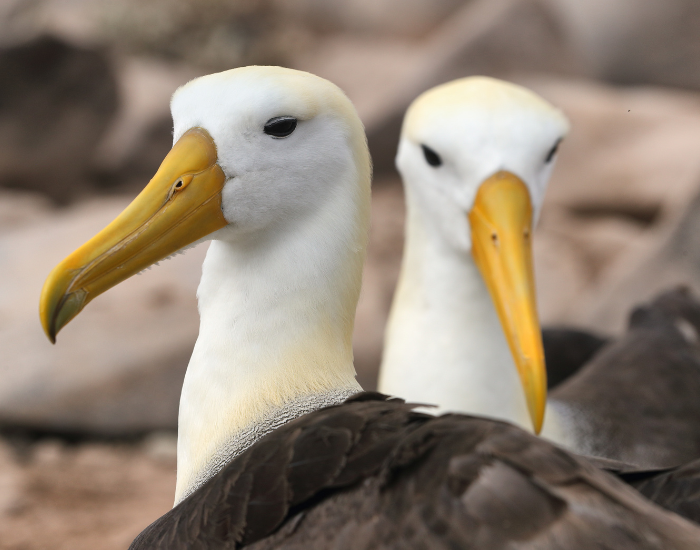 couple-of-albatros.webp two albatross clos eup