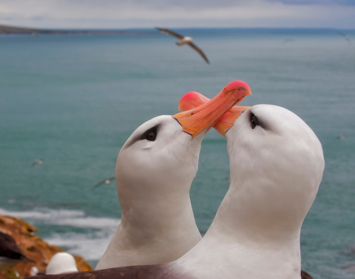 couple-of-albatross.webp close up of the head of two albatrosses