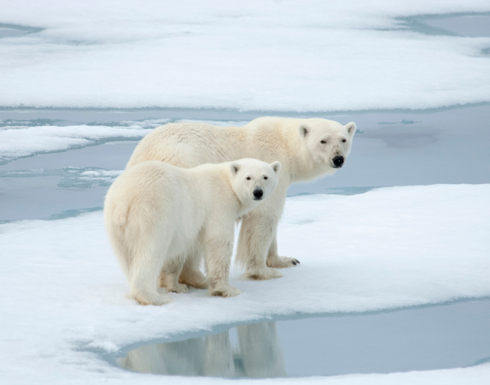 two polar bears walking on an ice sheet