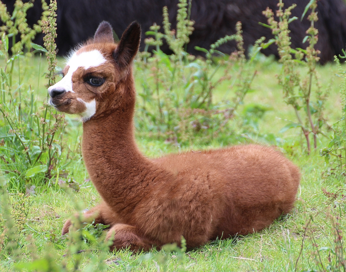 baby alpaca laying on grass