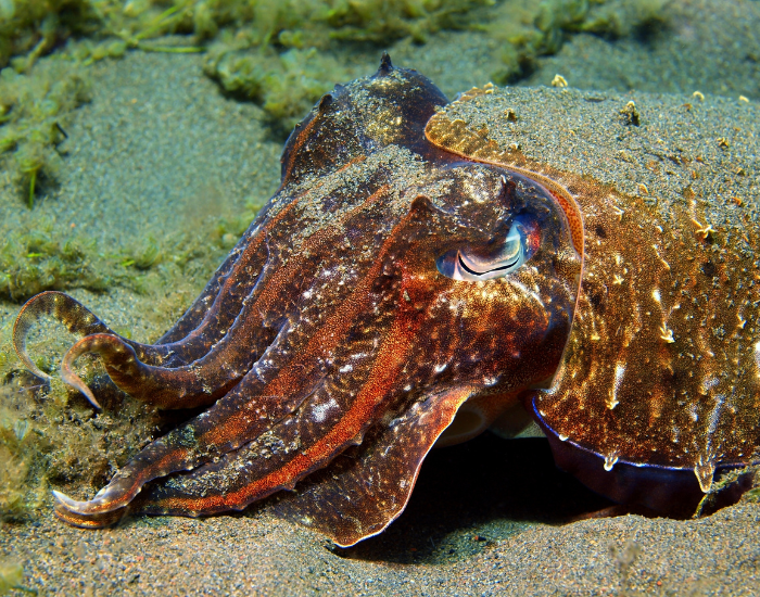 cuttlefish-on-bottom-ocean.webp cuttlefish at the bottom of the ocean red color