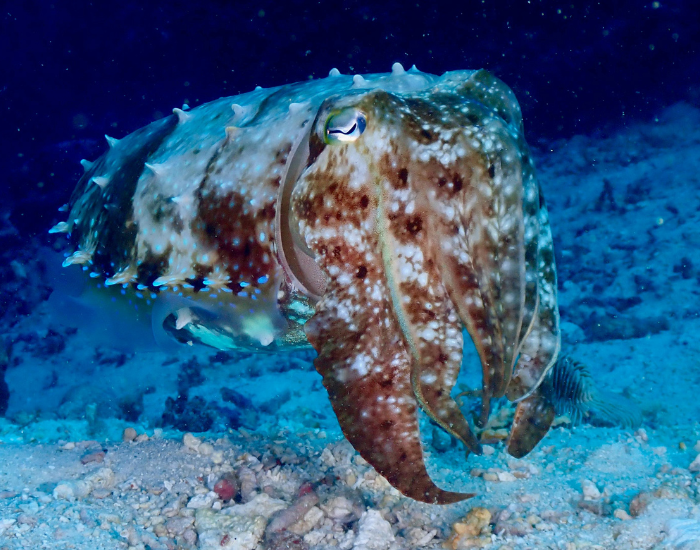 cuttlefish-tentacles.webp cuttlefish underwater photo