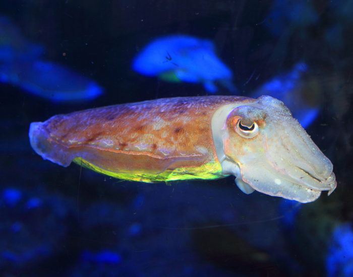 cuttlefish-underwater.webp small cuttlefish in the ocean