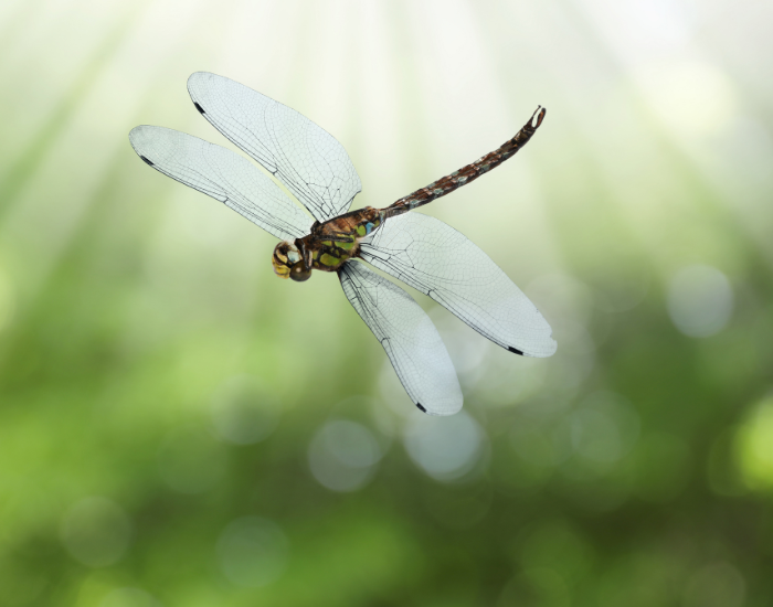 A dragonfly hovering in mid-air with its four transparent wings held out.