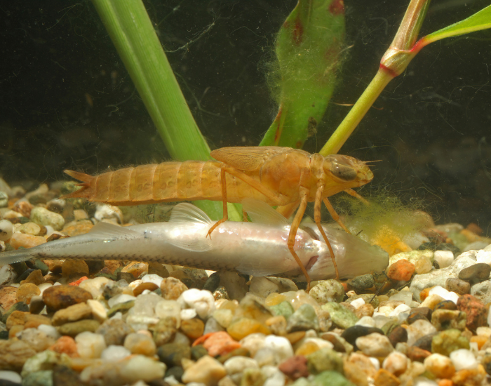 dragonfly-larva-eating-fish.webp larva dragonfly eating a dead fish