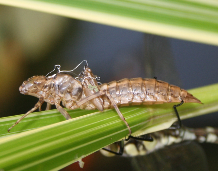 dragonfly-larva.webp dragonfly nymph in the wild