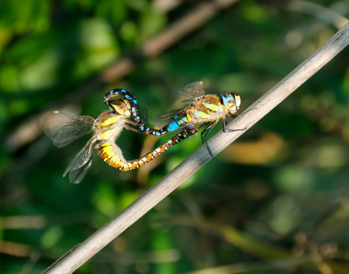 dragonfly-mating.webp dragon flies mating in the wild