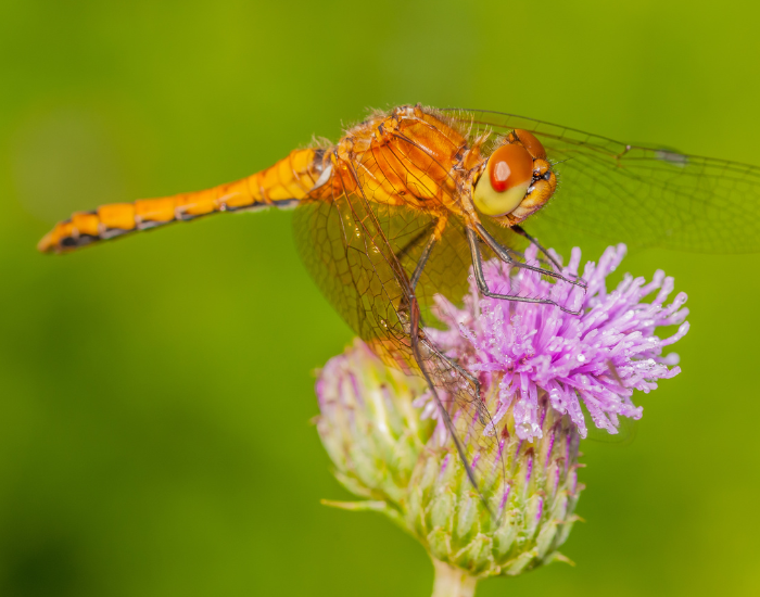 dragonfly-on-flower.webp orange butterfly on a flower