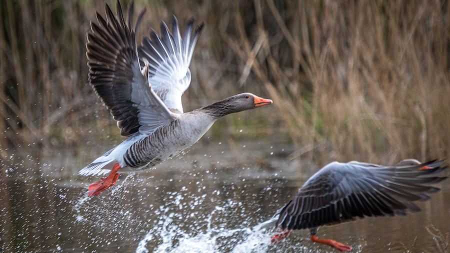 ducks flying in a lake