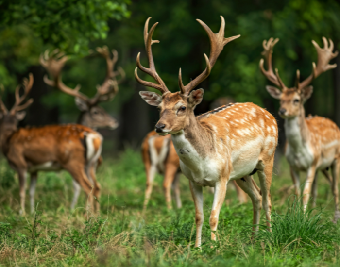 fallow-buck-deer-2.webp fallow deer herd in the wild
