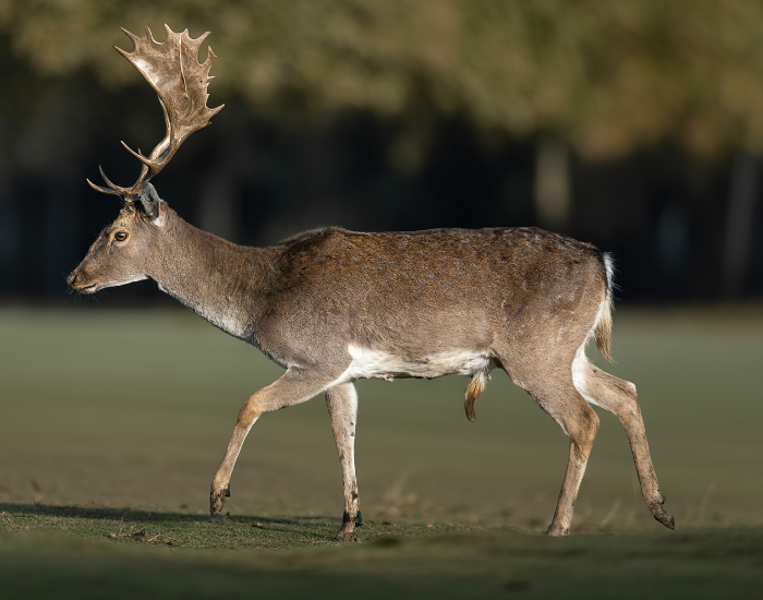 fallow-buck-deer.webp fallow deer walking