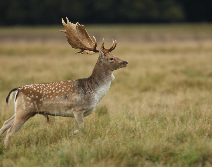 fallow-deer-eyes-2.webp fallow deer in the wild