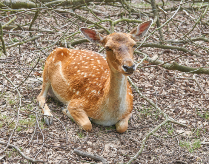 fallow-deer-sitting.webp female fallow deer laying on the ground