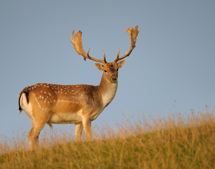 fallow deer standing over a grass field