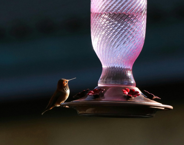 feeder-Rufous-Hummingbird-wild.webp rufuous hummingbird standing on a feeder