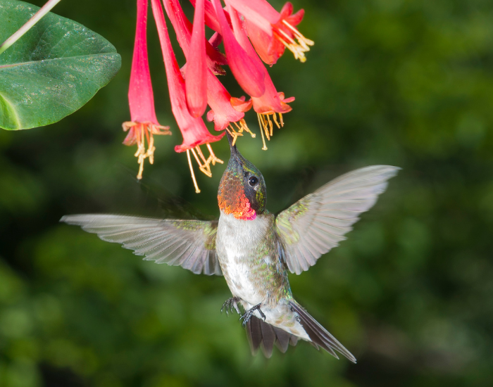 feeding-ruby-throated-hummingbird-flying-on-flower.webp ruby throated hummingbird feeding from flower