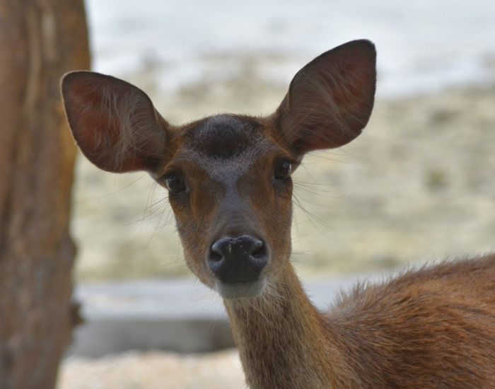 female-javan-russa-deer.webp close up of a javan rusa deer