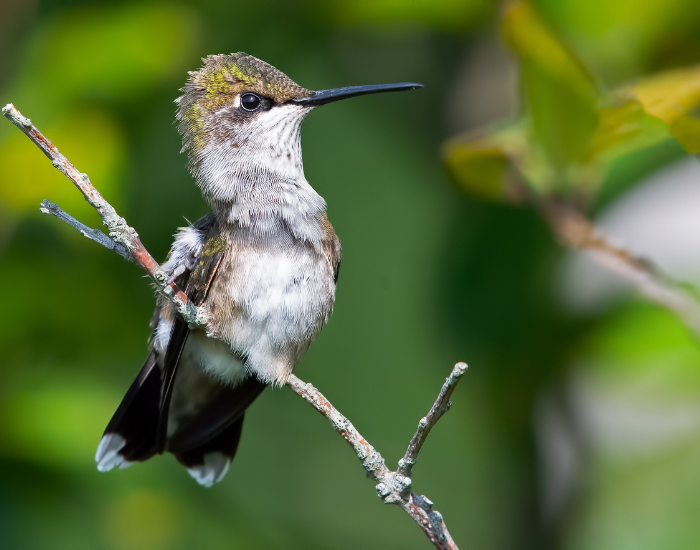female-ruby-throated-hummingbird-flying-on-flower-2.webp female rubby throated hummingbird on a branch