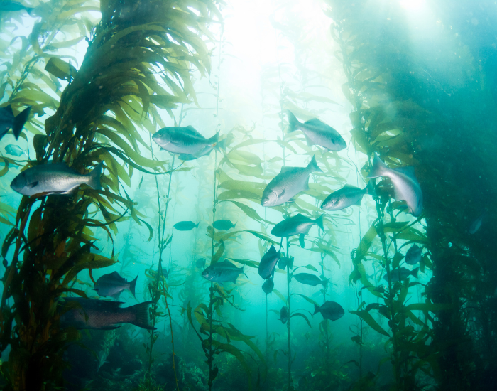 fish-in-kelp-forest.webp underwater photo of a kelp forest with fish swimming