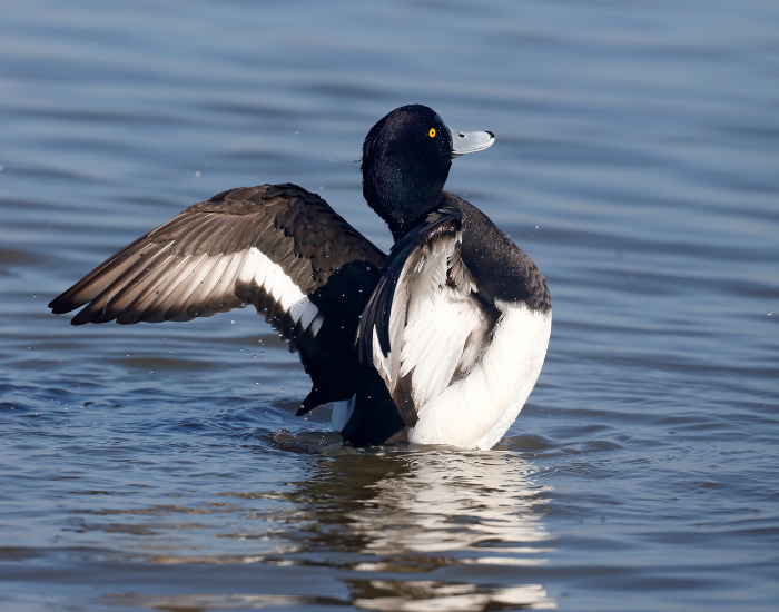 flapping-wings-ring-Necked-Duck.webp ring necked duck flapping its wings