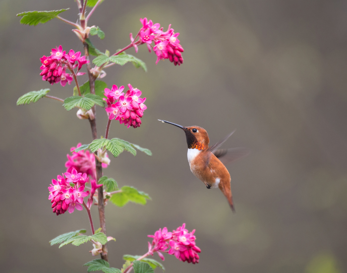 flower-Rufous-Hummingbird-wild.webp rufous hummingbird flying and feeding from a pink flower