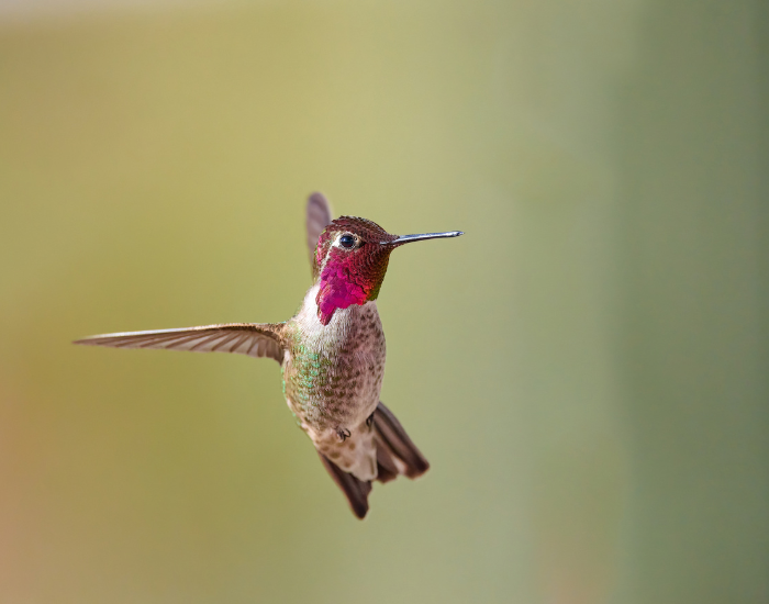 flying-Annas-hummingbird-Calypte-anna-flying.webp anna's hummingbird flying intrepidly