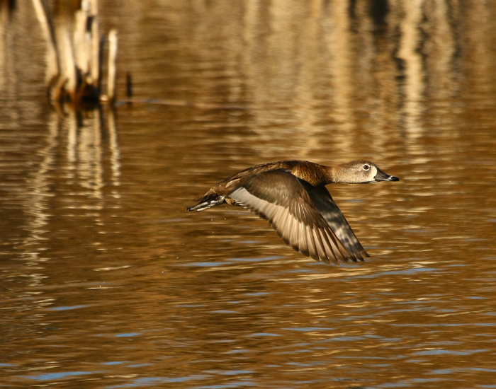 flying-Ring-Necked-Duck.webp Ring-Necked Duck flying