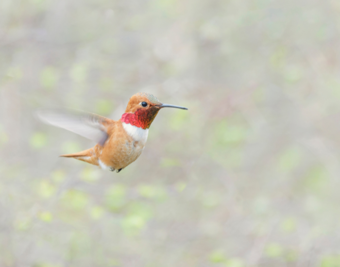 flying-Rufous-Hummingbird-wild.webp Rufous-Hummingbird flying