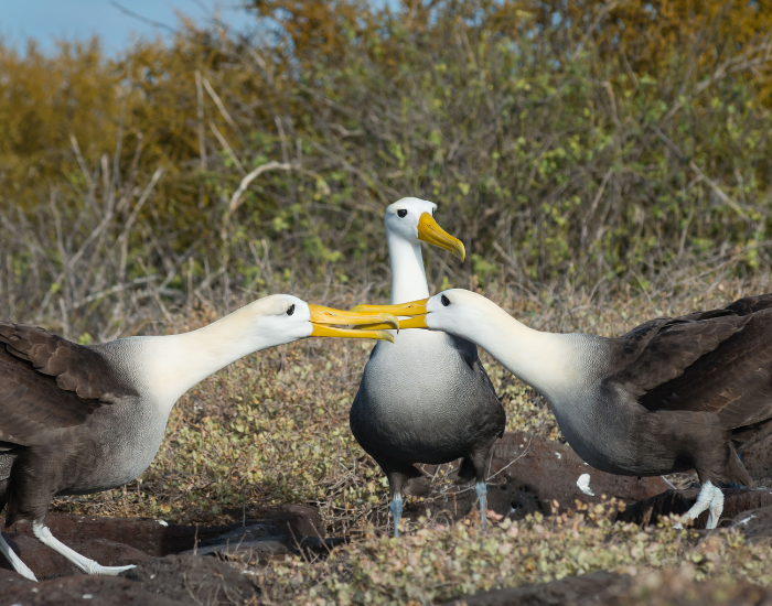 flying-albatross-2.webp three albatros eating together