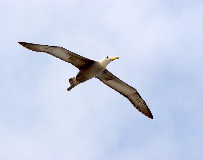 flying-albatross.webp albatros flying