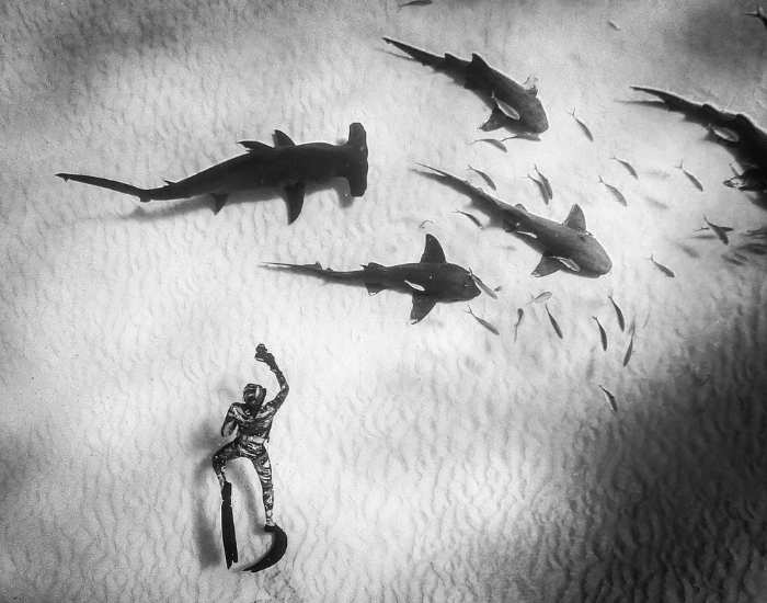 free-diver-with-hammerhead-shark-2.webp free diver swimming next to sharks in shallow waters