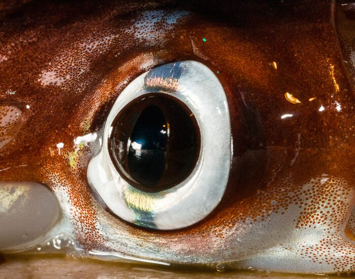 close up of an squid eye