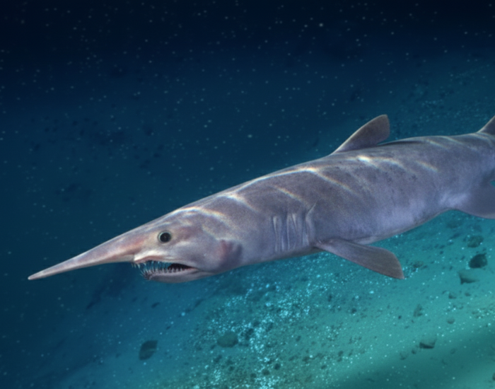 goblin-shark.webp goblin shark swimming in the deep ocean