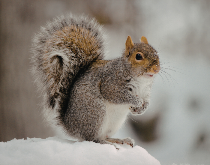 grey-squirrel.webp grey squirrel in winter