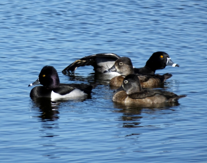 group-of-Ring-Necked-Duck.webp three ring necked ducks swimming in lake