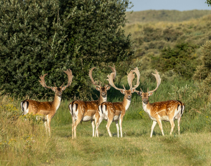 group-of-fallow-deer.webp group of fallow deers in the wild