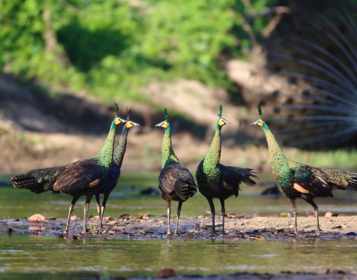 group-of-green-peafowls.webp