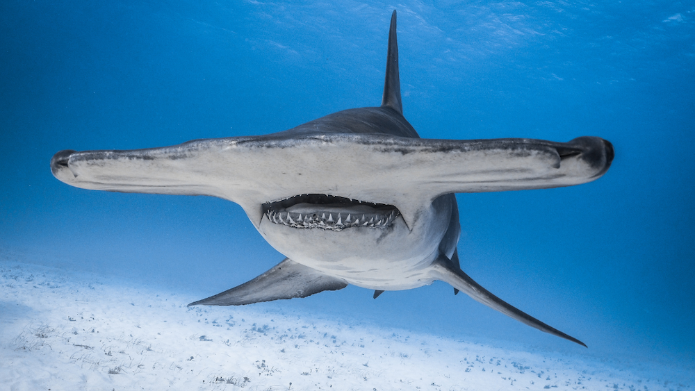 close up portrait of a hammerhead shark