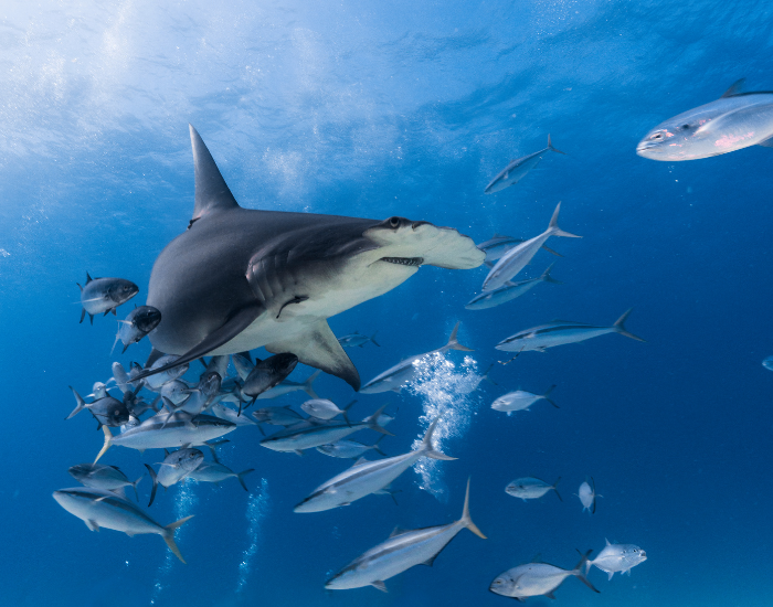hammerhead-shark-swimming-with-fish.webp hammerhead shark swimming alongside fish in the ocean