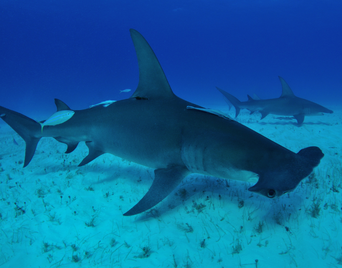 hammerhead-shark-swimming.webp hammerhead shark swimming at the bottom of the ocean