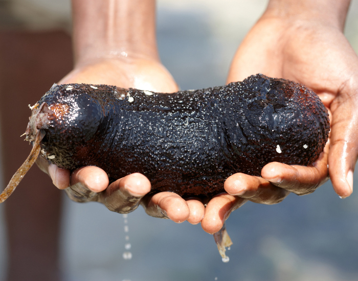 hands-holding-sea-cucumber.webp human hands holding a black sea cucumber